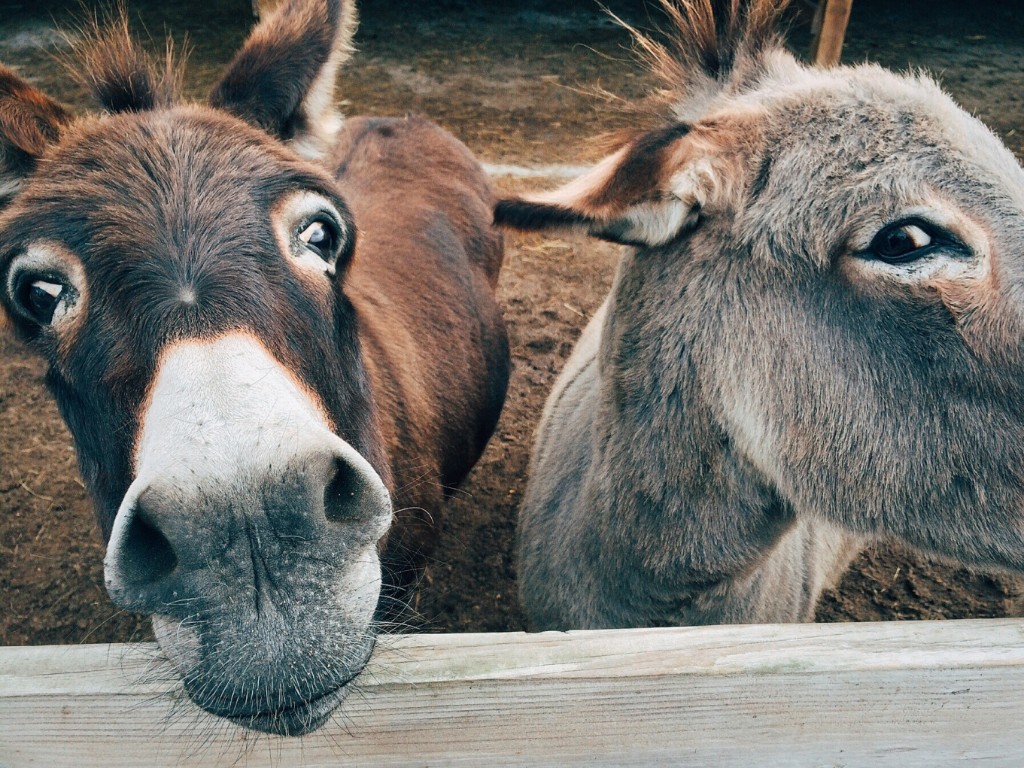 curious donkey, critical donkey