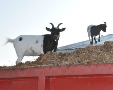 Alice & Cooper my pigmy goats